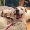 Luna and her brother Dec 2018