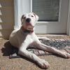 Molly 7 months old