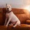Stunning Petey