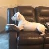 Rosie's puppy Joyce 