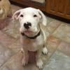 Whisper aka Ava three month old Dogo