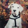 Whisper aka Ava 3 months old