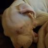 Layla aka Boo