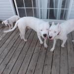 Dante and Faith with little Rosie in the Back