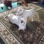 Dante and my little female Dogo Rosie, they love to play!