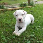 This is Big Blue from Faith's 1st littler of pups. He was pick of the litter, until his eyes stayed blue. Funny how many people I had who still wanted him. He was a really good looking boy. 