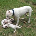 Dante with two of his pups, Alex and big Blue, they were the big boys of the little.