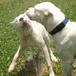 Dante and Rosie playing in the sprinkler Summer 2016