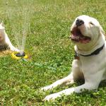 Dogos love the water!