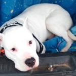 This is a very young Dante, in the back of our minivan. He hated riding in the car until we started letting him ride in the very back. I guess the closed space made him feel safe.