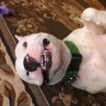 Dante with his big tooth smile!