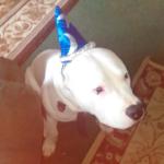 Dante on his birthday 2015!
