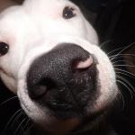 One of my favorite picture of Dante, I use it everywhere! 