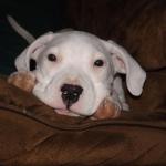 This is baby Rosie right before she had his ears cropped. She is so cute!
