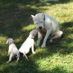 Dante with his pups, summer 2016.