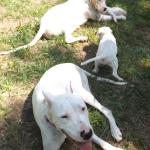 Faith and her pups.