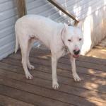 Faith the mellow Dogo!