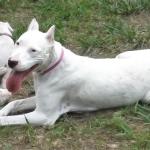 Faith hanging out with her pups summer 2016.