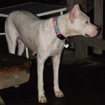 Faith four year old female Dogo Argentino. 