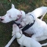 Faith being attacked by her puppies summer of 2016.