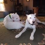 Dante and Faith.