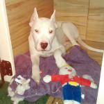 Rosie before she grew into her ears.