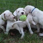 Faith's baby Petey, what a wonderful little sweetie he was. He went to a great family in Philly. 