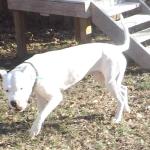 Dante playing in the back yard.