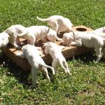 Faiths wonderful puppies eating out of the ten bowl puppy feeder.