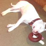 Dante passed out after playing with his tire!