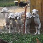 One of the best pictures I have ever taken of my pups. All five male in a row, so cute!
