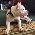 Dante waiting to go out and play in the snow.