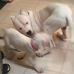 Dante and Rosie playing the day I brought her home for the airport.