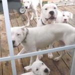 This is the Wild bunch, don't you just love them?