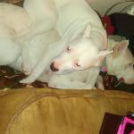 Rosie laying on Faith, the silly dogo.