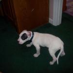 Diego the day we brought him home.