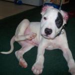 Diego a couple of days after we got him.