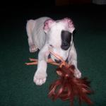 Diego eating a Barbie, Bad Dog!