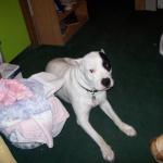 I miss this dog, he was just a nice dog.