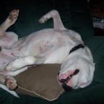 Diego my wonderful male Dogo Argentine just kicking it on the recliner. RIP buddy you will always be remembered.